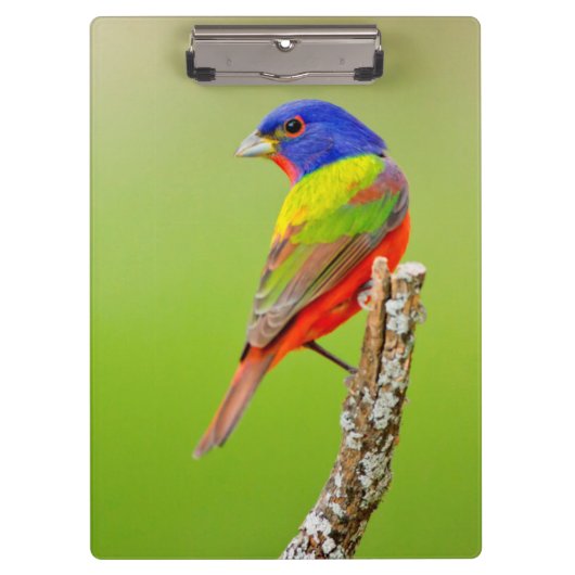 Schildpadden (Passerina ciris) Klembord (Voorkant)