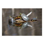 Schildpaddestoel Foto Afdruk (Voorkant)