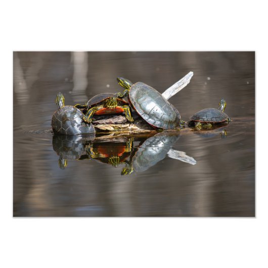 Schildpaddestoel Foto Afdruk (Voorkant)