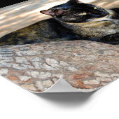 Schildpadkat in Boom Poster (Hoek)
