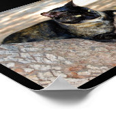 Schildpadkat in Boom Poster (Hoek)