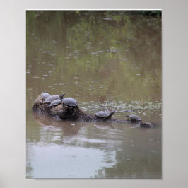 Schildpadposters Poster