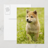 Schildpuppy Briefkaart (Voorkant / Achterkant)