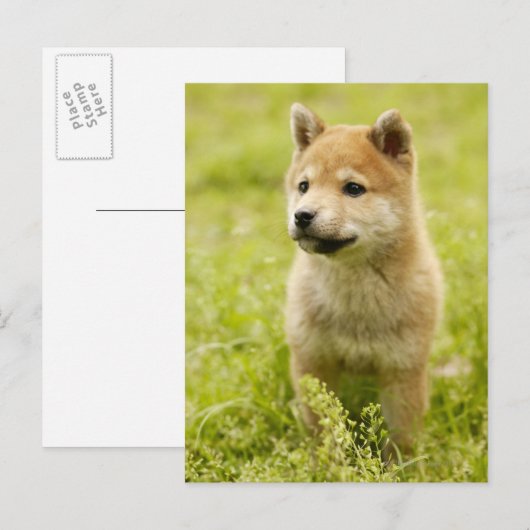 Schildpuppy Briefkaart (Voorkant / Achterkant)