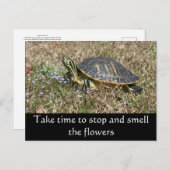 Schildschildpad Briefkaart (Voorkant / Achterkant)