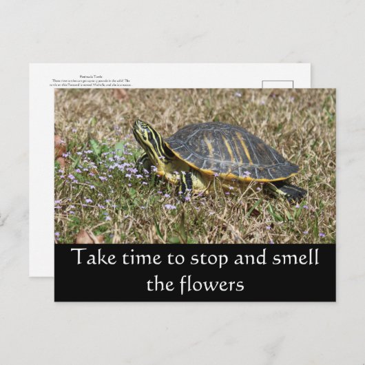 Schildschildpad Briefkaart (Voorkant / Achterkant)