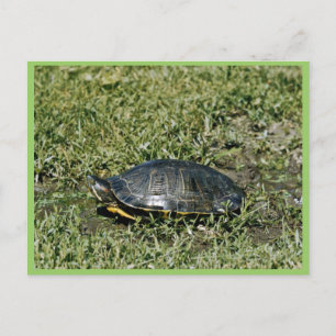 Schildschildpad Briefkaart