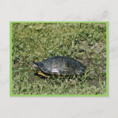 Schildschildpad Briefkaart (Voorkant)