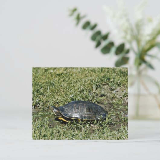 Schildschildpad Briefkaart (Staand voorkant)