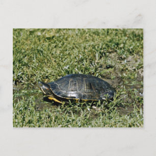 Schildschildpad Briefkaart