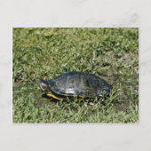 Schildschildpad Briefkaart (Voorkant)
