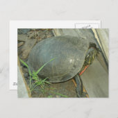 Schildschildpad (Chrysemys picta) Briefkaart (Voorkant / Achterkant)