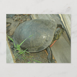 Schildschildpad (Chrysemys picta) Briefkaart
