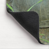 Schildschildpad (Chrysemys picta) Muismat (Hoek)