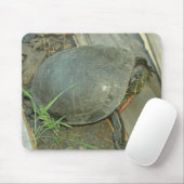 Schildschildpad (Chrysemys picta) Muismat (Met muis)