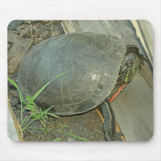 Schildschildpad (Chrysemys picta) Muismat (Voorkant)
