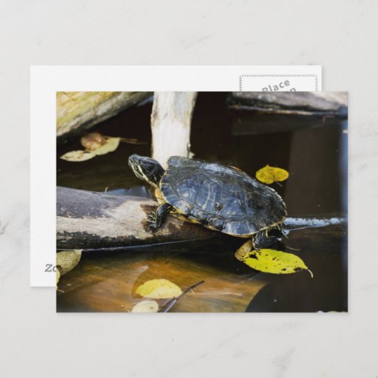 Schildschildpad in het wild briefkaart (Voorkant / Achterkant)