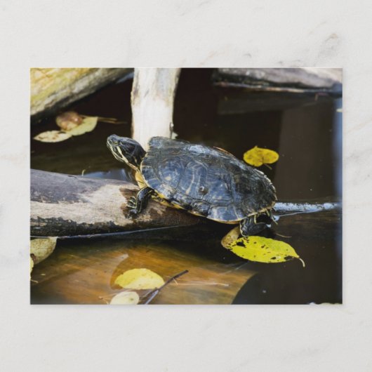 Schildschildpad in het wild briefkaart (Voorkant)