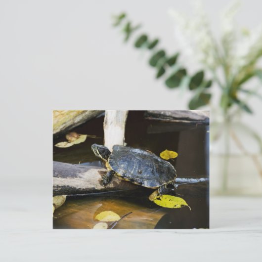 Schildschildpad in het wild briefkaart (Staand voorkant)