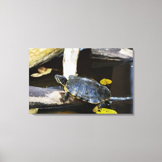 Schildschildpad in het wild canvas afdruk (Voorkant)