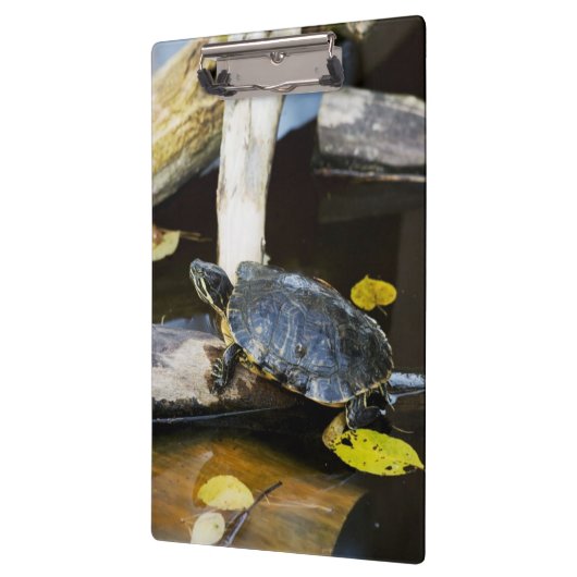 Schildschildpad in het wild klembord (Links)