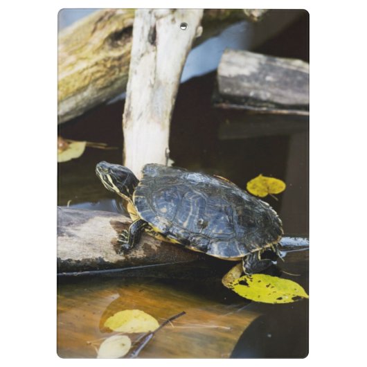 Schildschildpad in het wild klembord (Achterkant)