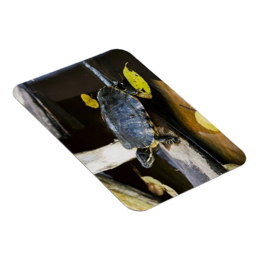 Schildschildpad in het wild magneet (Rechterzijde)