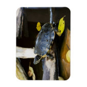 Schildschildpad in het wild magneet (Verticaal)