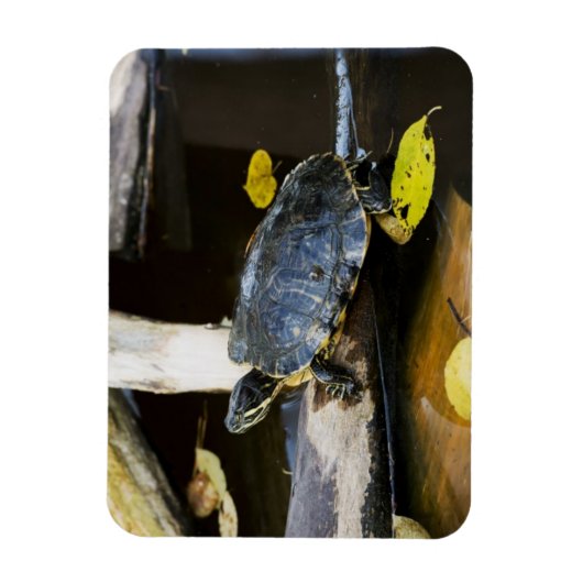 Schildschildpad in het wild magneet (Verticaal)