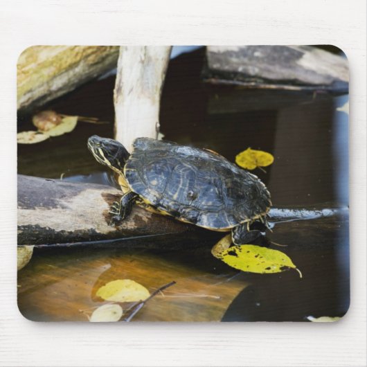 Schildschildpad in het wild muismat (Voorkant)
