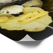 Schildschildpad in het wild poster (Hoek)