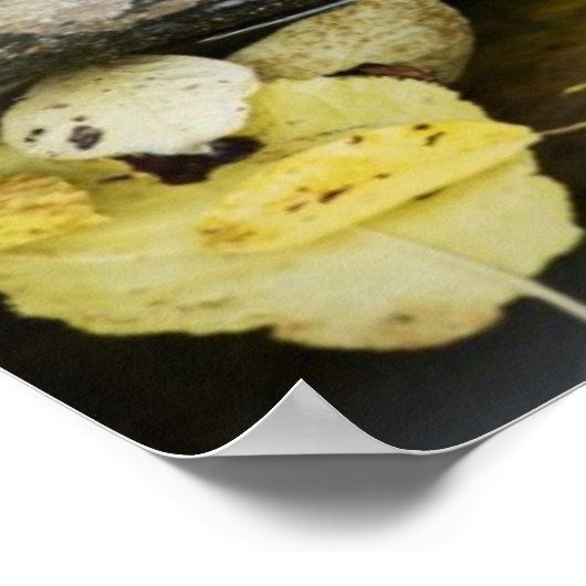 Schildschildpad in het wild poster (Hoek)