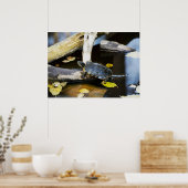 Schildschildpad in het wild poster (Keuken)