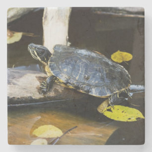 Schildschildpad in het wild stenen onderzetter