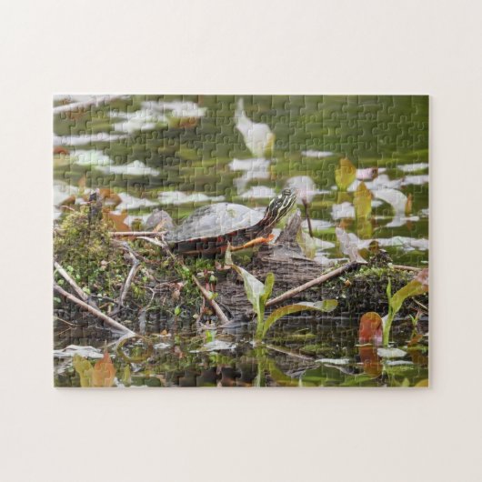 Schildschildpad op aanmeldingspond legpuzzel (Horizontaal)
