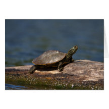 Schildschildpad op een logboek
