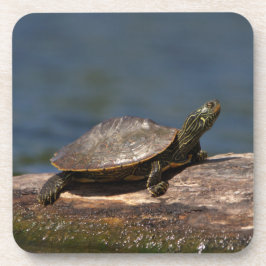 Schildschildpad op een logboek bier onderzetter