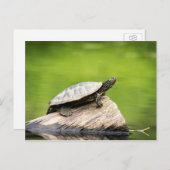 Schildschildpad op een logboek briefkaart (Voorkant / Achterkant)