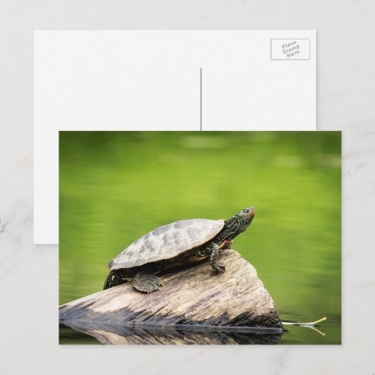 Schildschildpad op een logboek briefkaart (Voorkant / Achterkant)