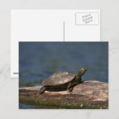 Schildschildpad op een logboek briefkaart (Voorkant / Achterkant)