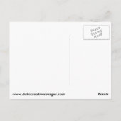 Schildschildpad op een logboek briefkaart (Achterkant)