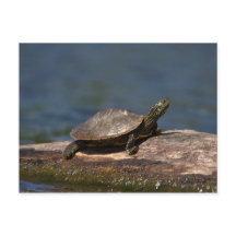 Schildschildpad op een logboek