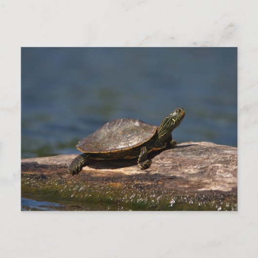 Schildschildpad op een logboek briefkaart (Voorkant)