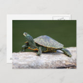 Schildschildpad op een logboek briefkaart (Voorkant / Achterkant)