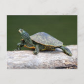 Schildschildpad op een logboek briefkaart (Voorkant)
