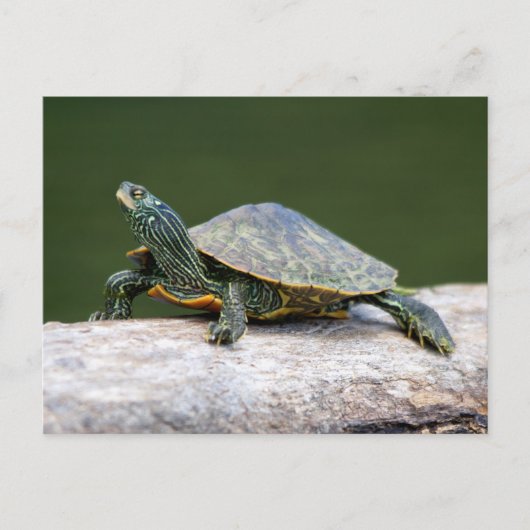 Schildschildpad op een logboek briefkaart (Voorkant)
