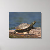 Schildschildpad op een logboek canvas afdruk (Voorkant)
