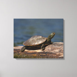 Schildschildpad op een logboek canvas afdruk
