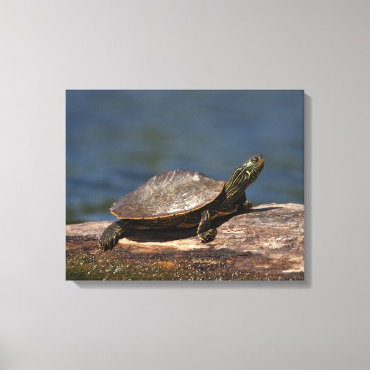 Schildschildpad op een logboek canvas afdruk (Voorkant)