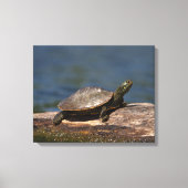 Schildschildpad op een logboek canvas afdruk (Voorkant)
